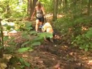 Handicapped Dog Runs in a Dog Wheelchair