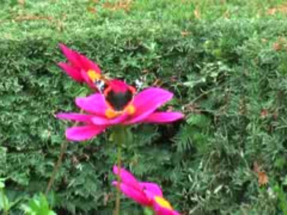 Papillon 20091011