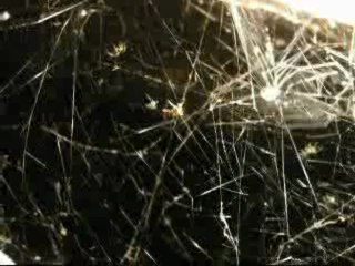 araignées en toiles 4