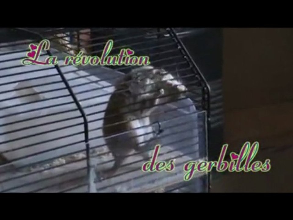 Plan évasion d'une gerbille + chien de prairie en extase