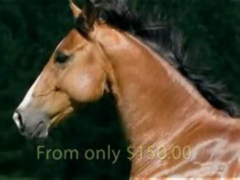 Horse Portraits & Photography - New Zealand