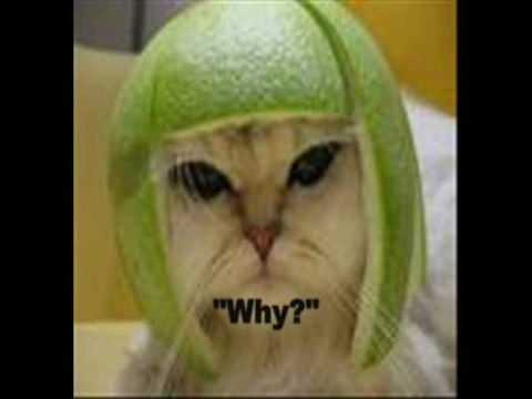 Grow Your Downline In Any MLM/Network Marketing biz Part 1