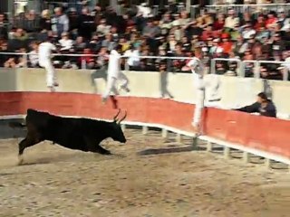 course camarguaise