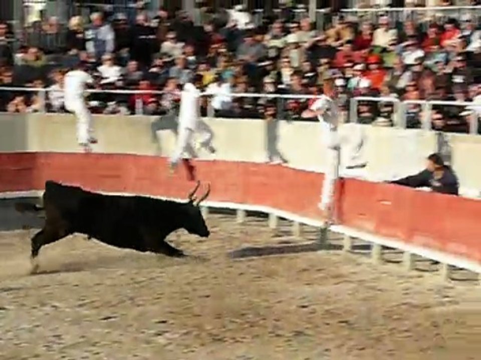 course camarguaise