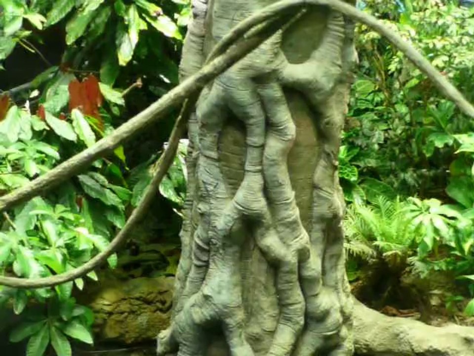 CALIFORNIA ACADEMY OF SCIENCES