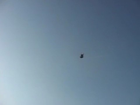 Dişi Mavi (Eke kuş)