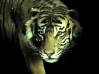 ADN : teaser museum d'histoire naturelle