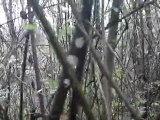 bambou du Pic Del Perdigueiro chasse bécasse