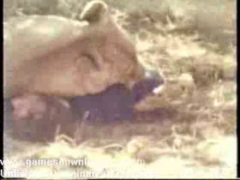 Faces Of Death - Lion Attacks Tourists
