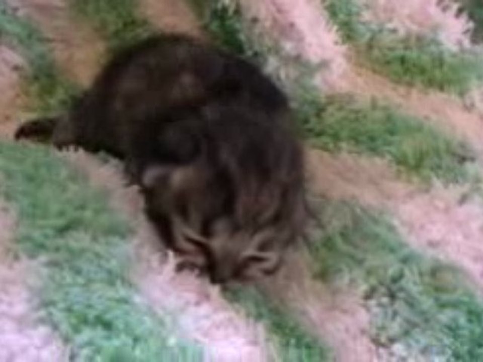 ENZO ENZO DES LYS DE KIWISE