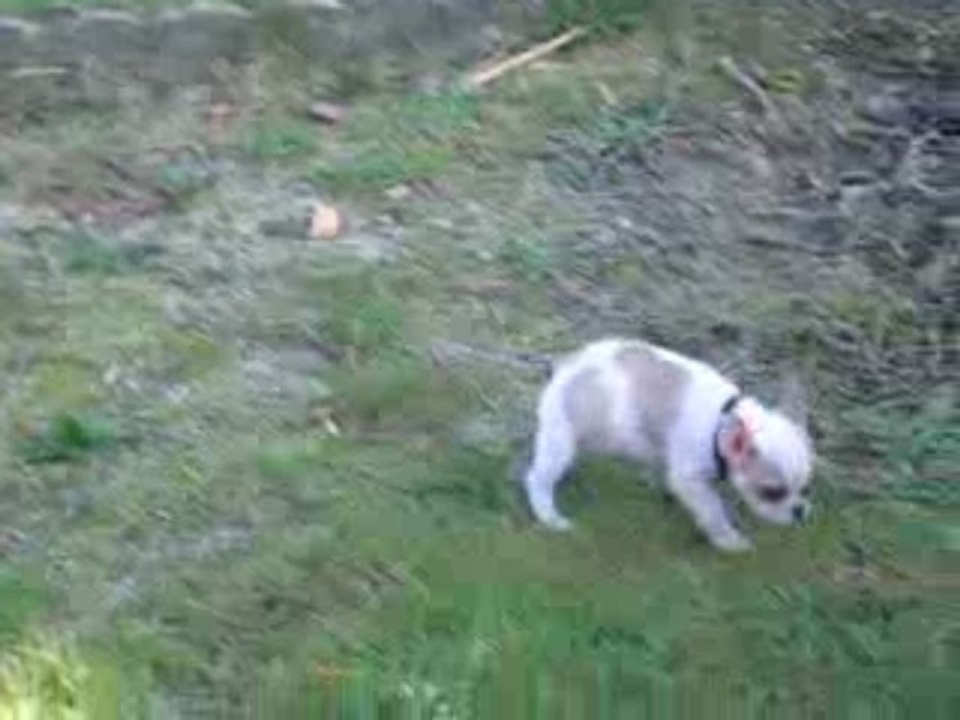 Bouledogue français - Léya - 2 mois et 28 jours