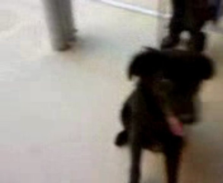 chiot noir 10 mois