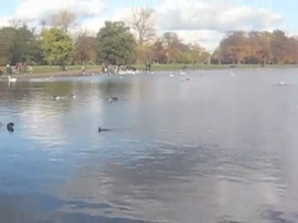 Le Cygne (Carnaval des animaux)