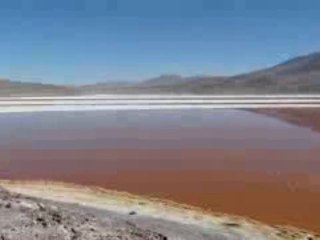 laguna colorada flamants