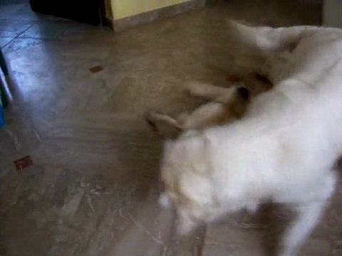 Cisca et Dimbo jeux de dents ... jeux de coquins