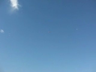 Dişi Mavi (Eke kuş)