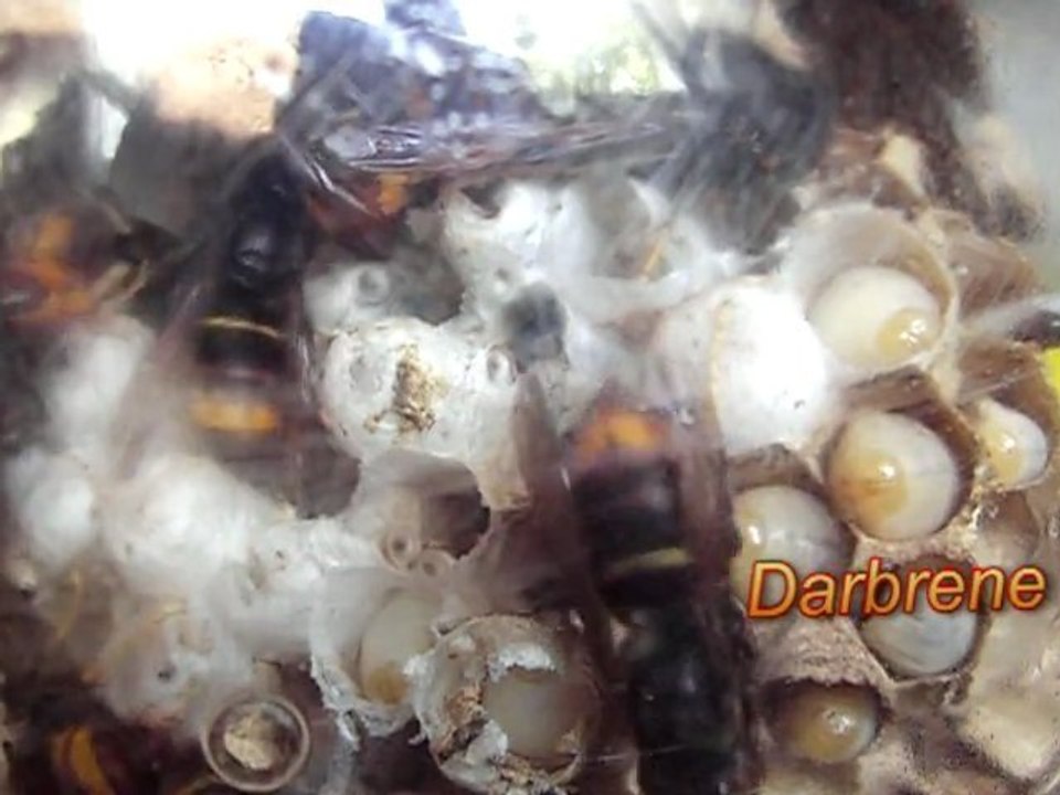 FRELONS ASIATIQUE en Boite "Extrait"