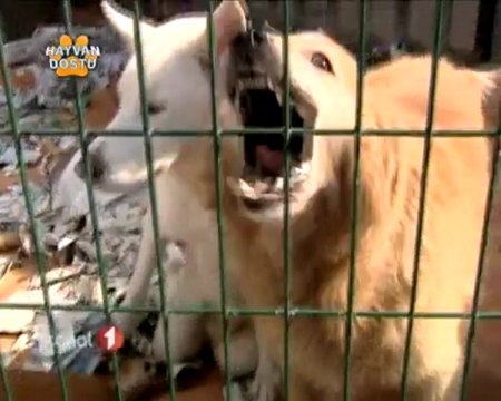 Beylikdüzü Rotaract Klübü Yedikule Hayvan Barınagı Yardım Pr