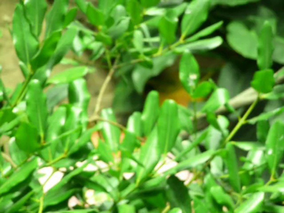 CALIFORNIA ACADEMY OF SCIENCES