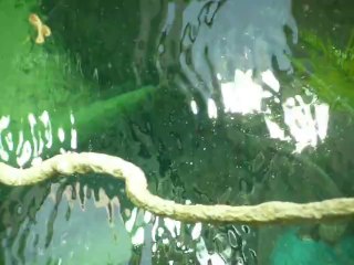 CALIFORNIA ACADEMY OF SCIENCES