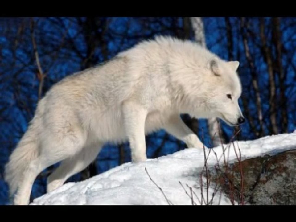 Pierre et le loup Prokofiev