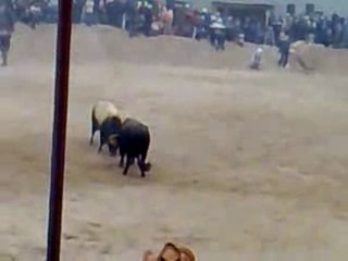 - festival öküz çatışı 2009