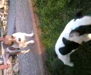 Oscar fait des siennes!