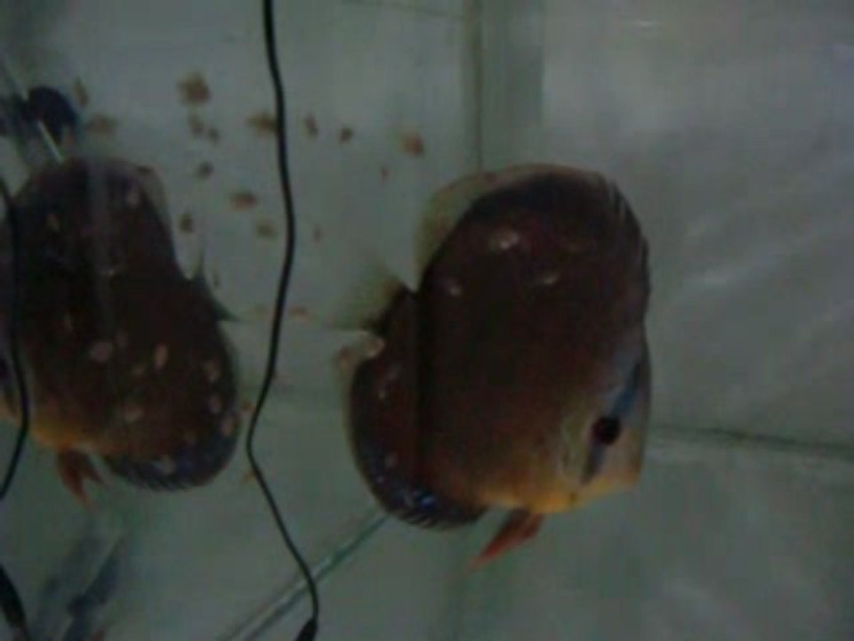 Marlboro ve Brown discus yavruları