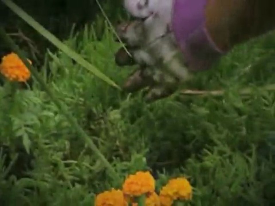 Henri Dès chante l'eau c'est de l'or