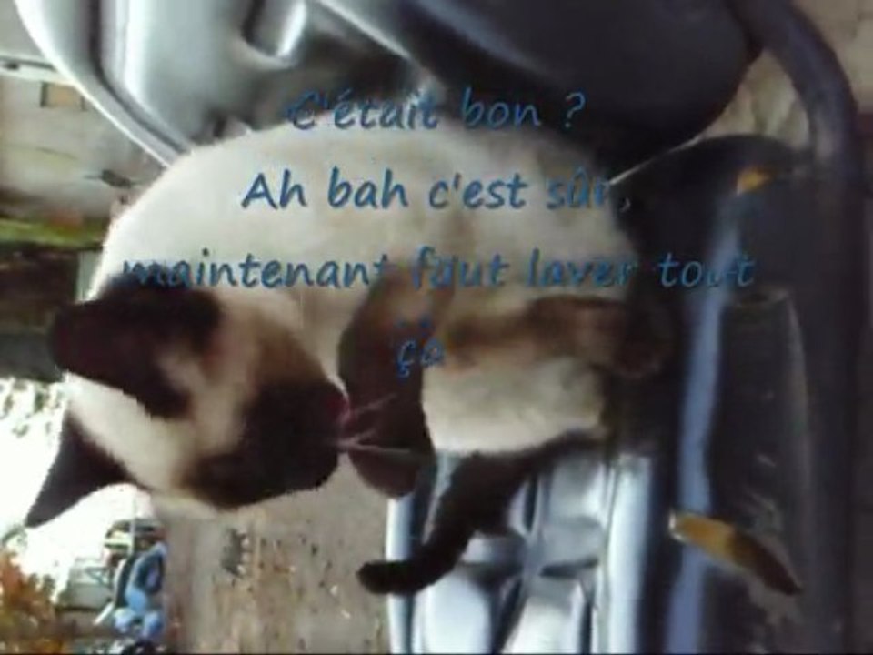 Dreamy, Ducky, Babar & Saly