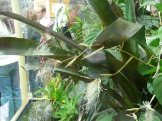 CALIFORNIA ACADEMY OF SCIENCES