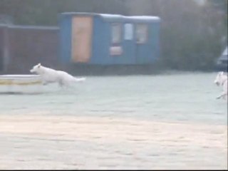 Berger Blanc à la plage!