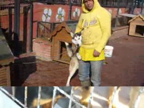 Yedikule Hayvan Barınağı