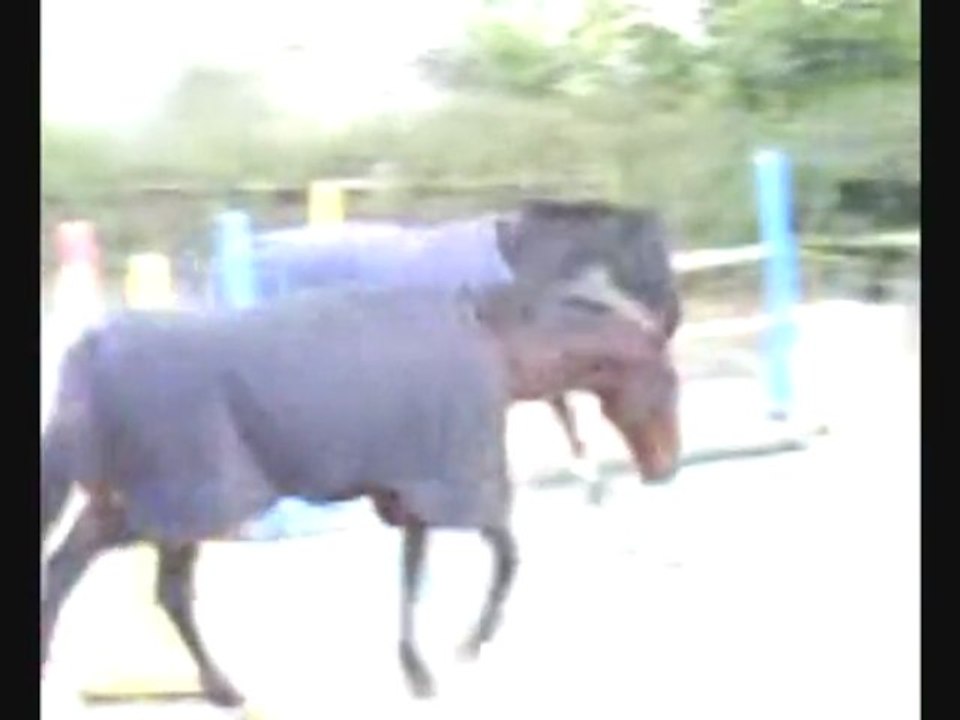 isoconvalescense rotule