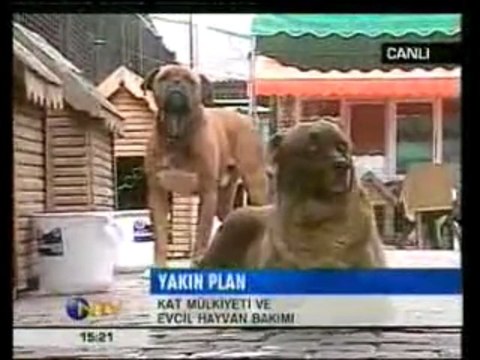 NTV Bölüm 1-Yedikule Hayvan Barınağı