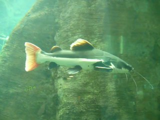 CALIFORNIA ACADEMY OF SCIENCES