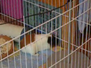 scoubidou dans son parc