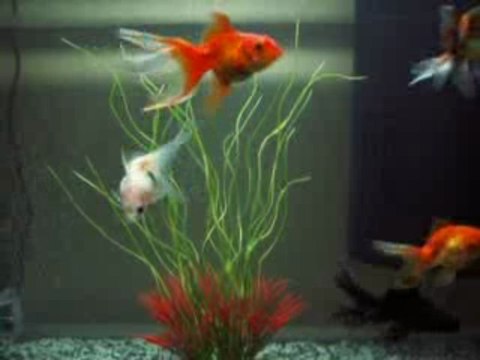 MES POISSONS ROUGES JAPONAIS