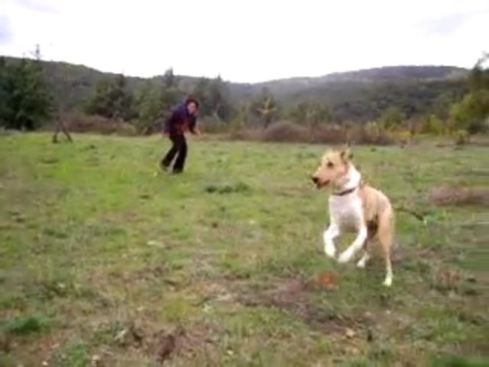 Le bonheur est dans le pré: cours-y vite, cours-y vite :-)))