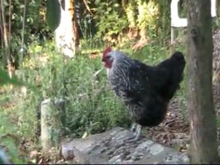 Si vous connaissiez ma poule