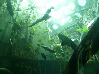 CALIFORNIA ACADEMY OF SCIENCES