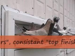 Pigeon Pals Daily Racing Club News 118 TOP PLACERS