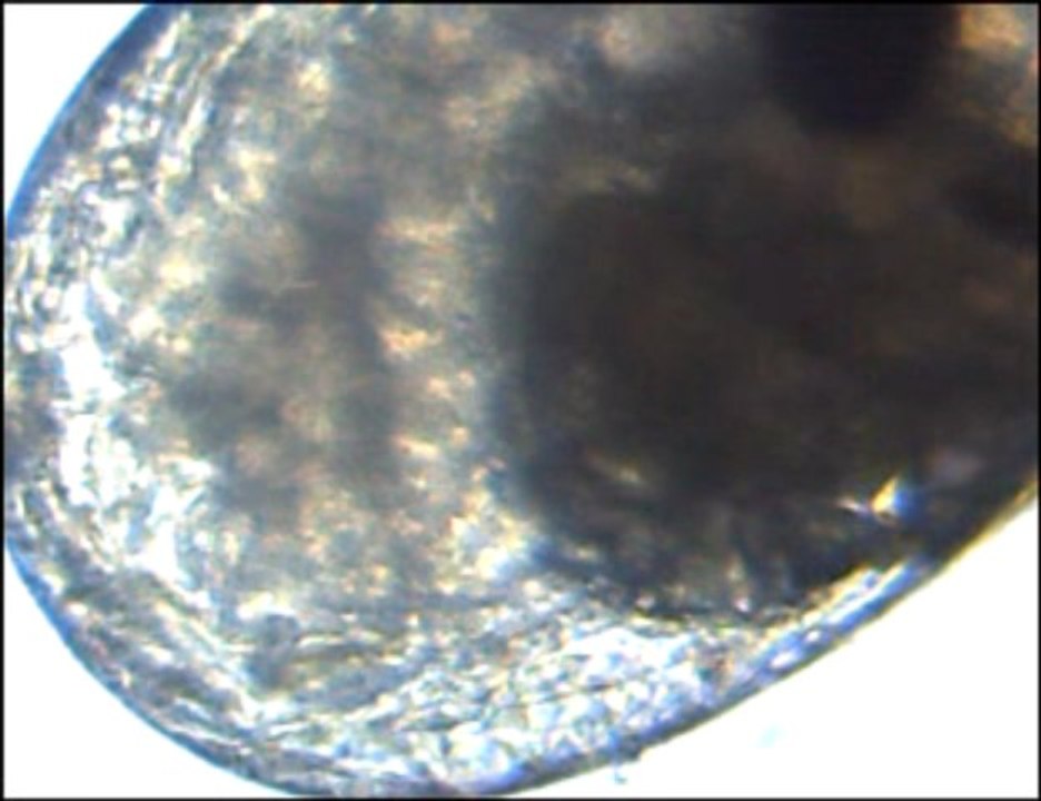 oeuf de macrobrachium