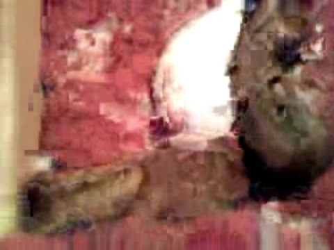 daisy a eu ses bébés