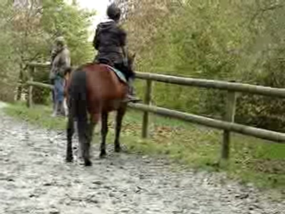 phoebus et hélène - cours dressage - déplacements latéraux