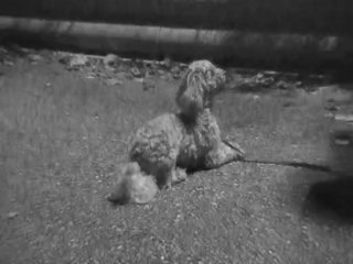 caniche toy education canine