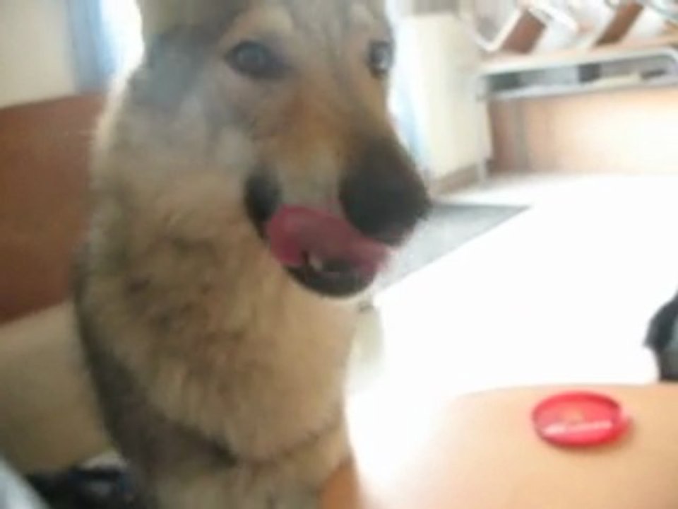 milan clt et djazz border collie