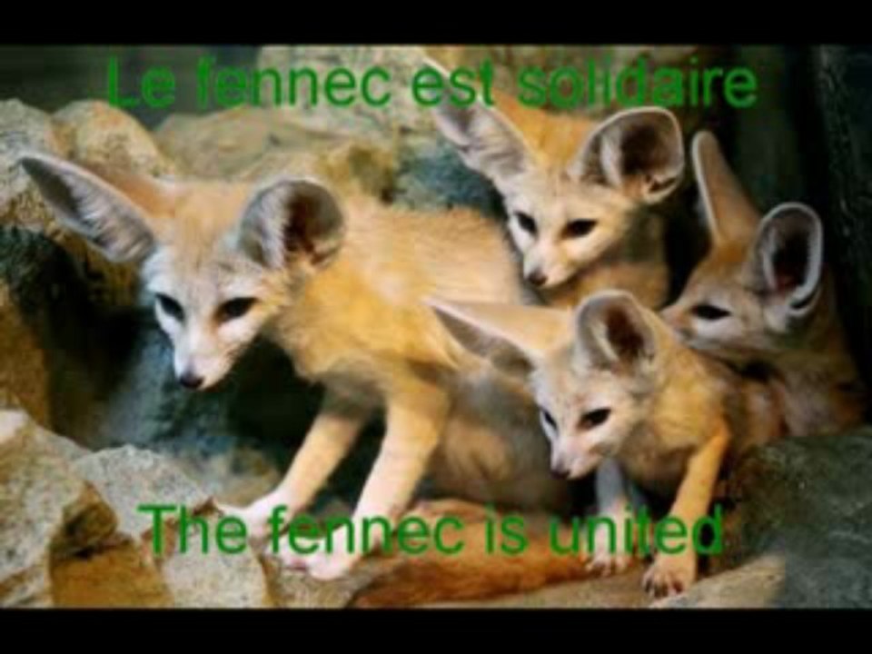 algerie egypte algeria egypt 14 nov 2009 pharaohs vs fennec