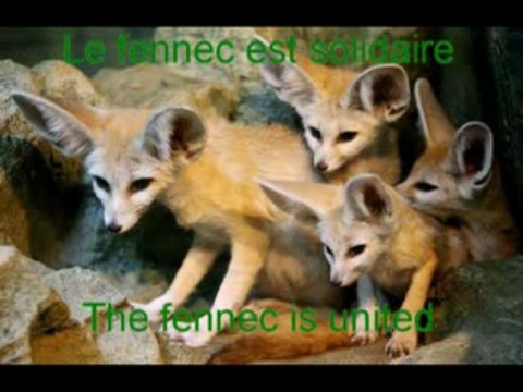 algerie egypte algeria egypt 14 nov 2009 pharaohs vs fennec