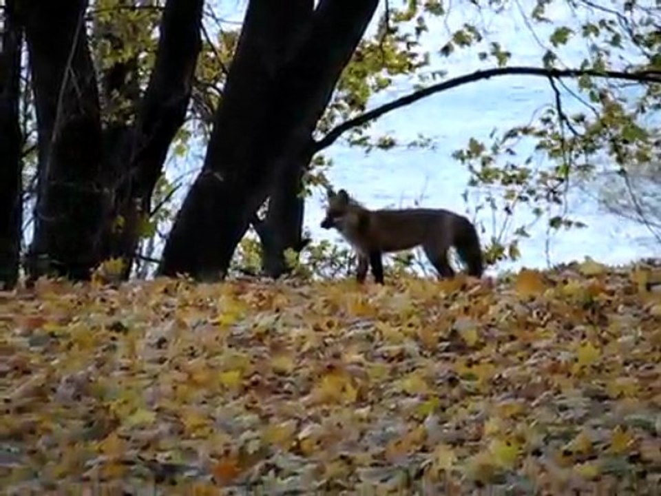 Renard apperçu sur l'île Ste-Hélène de Montréal
